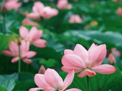 -荷塘月色湿地公园·向阳花洲