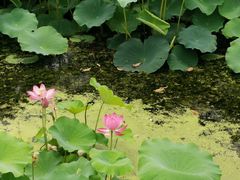 -荷塘月色湿地公园·向阳花洲