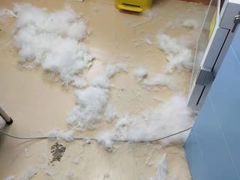 -小叮当动物医院·骨科·眼科