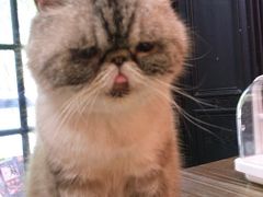 -猫色咖啡·猫咖