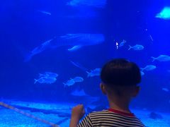 -烟台海昌鲸鲨海洋公园