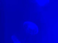 -芜湖新华联大白鲸海洋公园