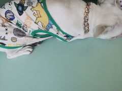 -怪兽屋·羊驼·猫咖·狗咖(俊华广场店)