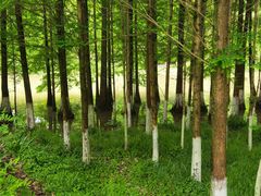 -桤木河湿地公园