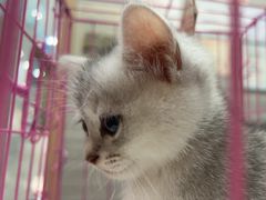 -瑞派名望志远动物医院·猫科·內科·异宠专科(直港大道店)