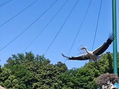 -合肥野生动物园