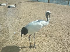 -盐城丹顶鹤湿地生态旅游区