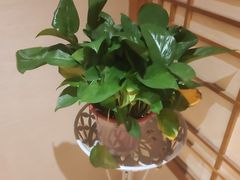 -汤泉良子.足疗按摩.SPA(中关村店)