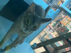 -FAELING PETS美天灵宠物(合生汇店)