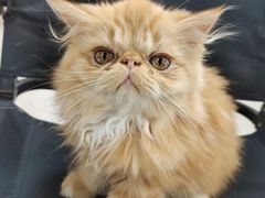 -Heymao猫咖.咖啡厅(东门店)