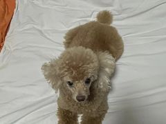 -派美特宠物医院·核磁CT·骨科肿瘤·疑难转诊(沈农禾丰店)