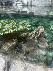 -Zoolung Zoolung动物主题公园(海信广场店)