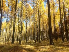 -塞罕坝国家级自然保护区