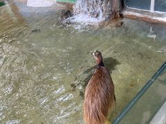 -广州长隆飞鸟乐园