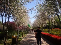 -洛阳市隋唐城遗址植物园
