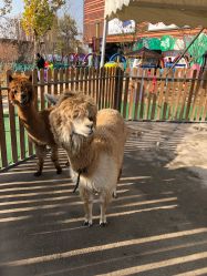 -萌宠亲子动物乐园(槐房万达店)