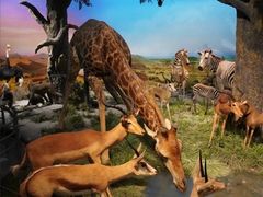 -国家自然博物馆