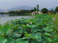 -飞来湖湿地公园