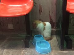 -猫咪博物馆(顶澳仔猫街店)