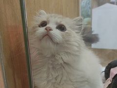 -屋虎猫馆(宝安大仟里店)
