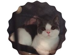 -喵zoo家庭繁育猫舍(尖东智能花园店)