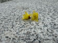 -嘉定紫藤园