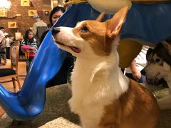 -more than meow吴止猫主题餐厅(承德 中船汇店)