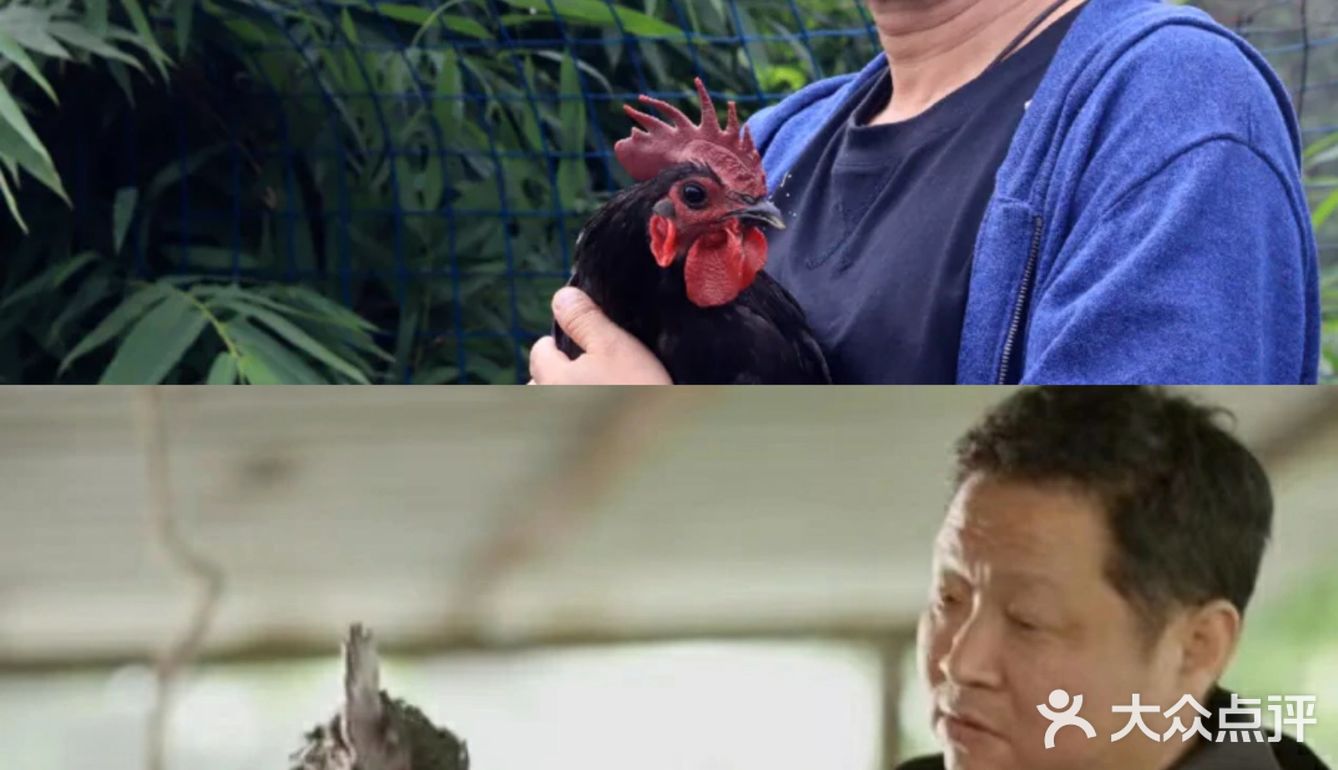 三德子疯了吗？花13年养鸡?到底有多特别？