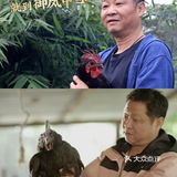 三德子疯了吗？花13年养鸡?到底有多特别？