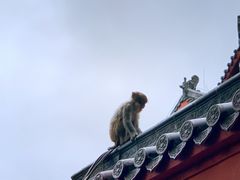 -黔灵山公园