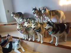 -Husky Go! 哈士奇体验馆·宠物咖啡厅狗咖