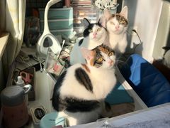 -爱侣宠医·鹦鹉专科·小型哺乳类·异宠专科(灵石路店)