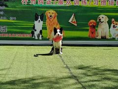 -宠物寄养训练学校