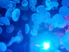 -江和美海洋公园
