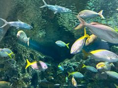 -上海海洋水族馆