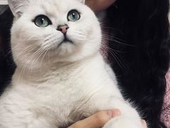 -喵zoo家庭繁育猫舍(尖东智能花园店)