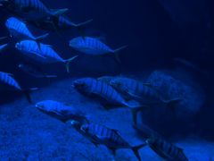 -太平洋海底世界