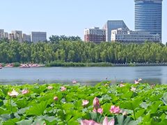 -莲花池公园