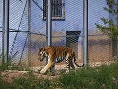 -青藏高原野生动物园