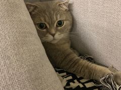 -瑞派名望24h动物医院异宠专科·猫专科·骨科·重症监护分院