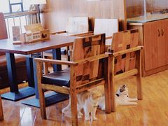 大堂-喵园·猫主题咖啡厅·撸猫·猫咖(国贸店)