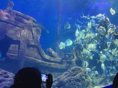 -江和美海洋公园