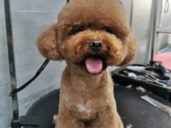 -宠福鑫康馨动物医院·骨科·眼科