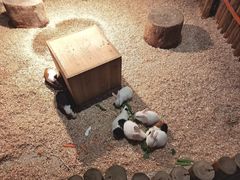 -绿色星球动物主题公园