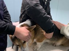 -关爱动物医院·心脏·中兽医·异宠(金牛路分院)