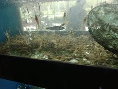 -全乐鱼馆·淳牌有机鱼直营店