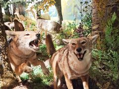 -陕西自然博物馆