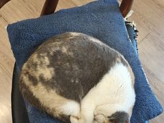 -有猫主题·治愈系猫咖(曾厝垵店)