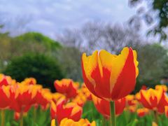 -广州市白云山风景名胜区