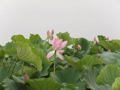-荷塘月色湿地公园·向阳花洲